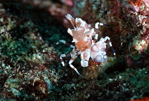 Raja Ampat 2019 - DSC08342_rc - Harlequin shrimp - Crevette arlequin - Hymenocera elegans